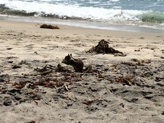 Otospermophilus beecheyi