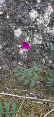 Vicia sativa