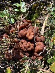 Gyromitra gigas