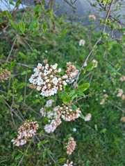 Viburnum × burkwoodii