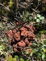Gyromitra gigas