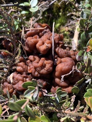 Gyromitra gigas