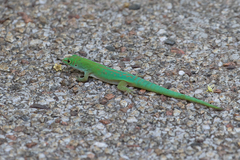 Phelsuma astriata
