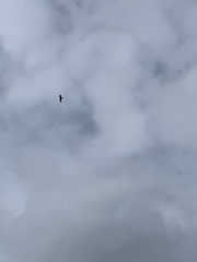 Falconiformes