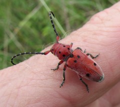 Tetraopes texanus