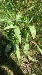 Plantago lanceolata