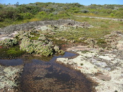 Oscularia steenbergensis