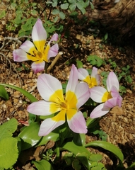 Tulipa saxatilis
