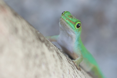 Phelsuma astriata