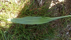 Plantago lanceolata