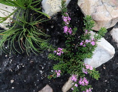 Indigofera flabellata