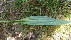Plantago lanceolata