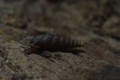 Serriphaedusa ootanii