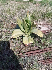 Himantoglossum hircinum