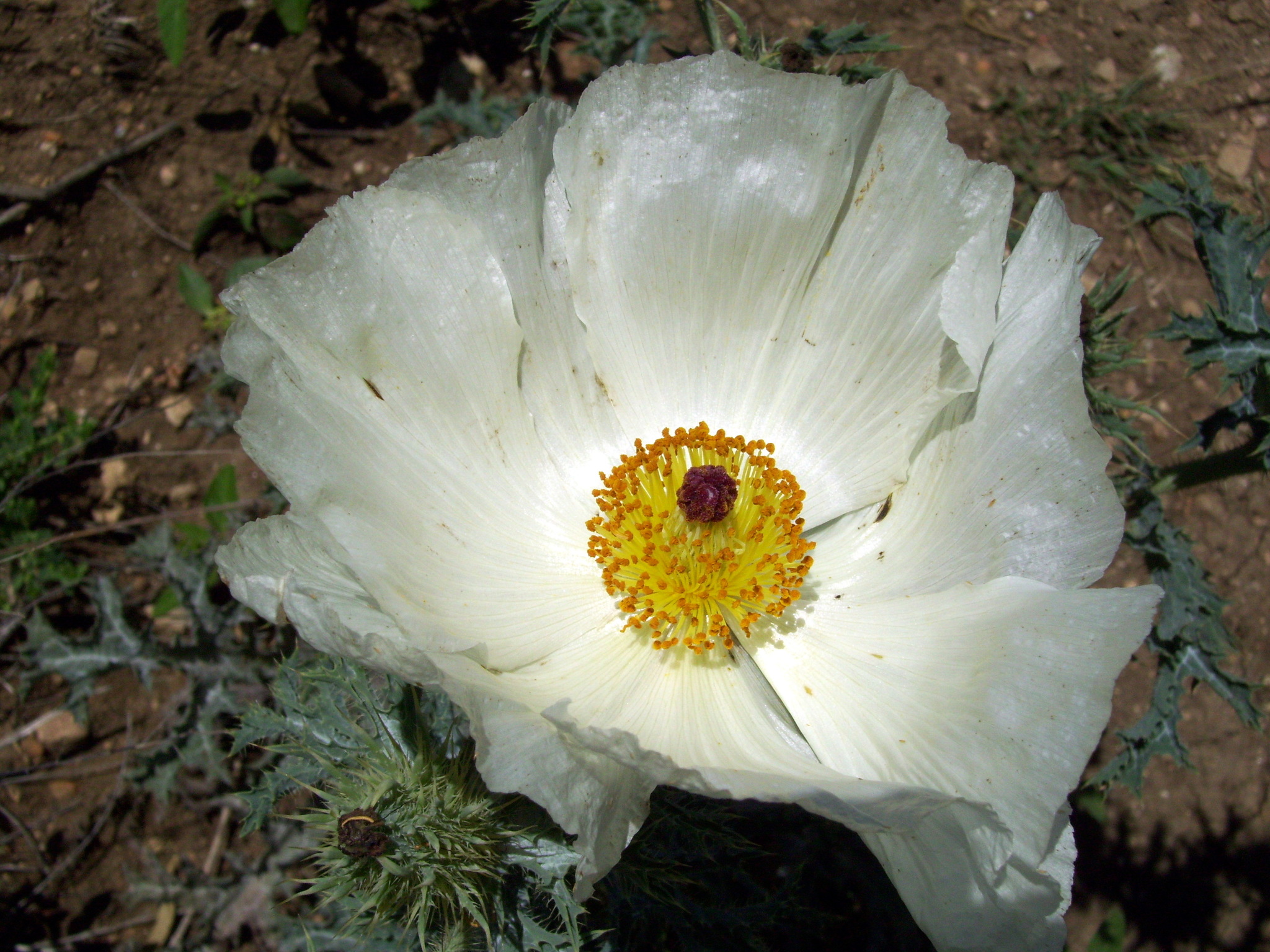 Argemone albiflora ssp. texana