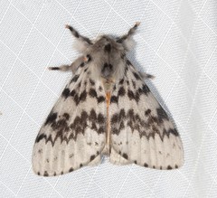 Lymantria antennata