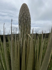 Puya goudotiana
