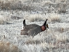 Tympanuchus pallidicinctus