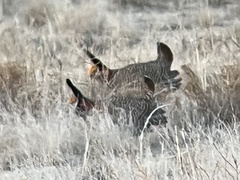 Tympanuchus pallidicinctus