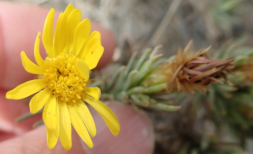 Drakensberg Perdekaroo (Oedera acerosa)