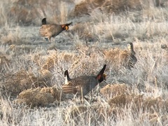 Tympanuchus pallidicinctus