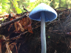 Entoloma hochstetteri