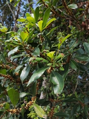 Sideroxylon salicifolium