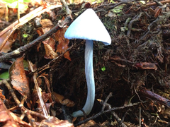 Entoloma hochstetteri