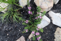 Indigofera flabellata