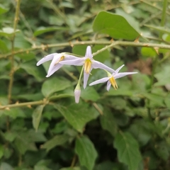 Solanum procumbens