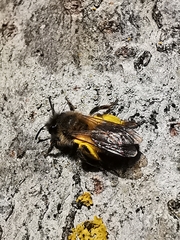 Andrena clarkella