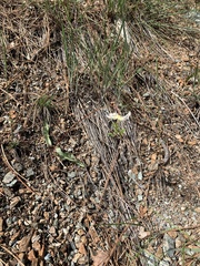 Erythronium citrinum