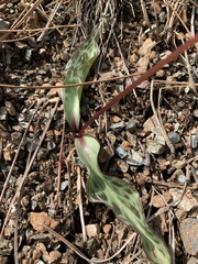 Erythronium citrinum