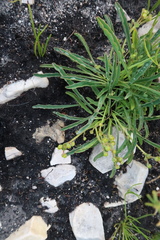 Euphorbia silenifolia