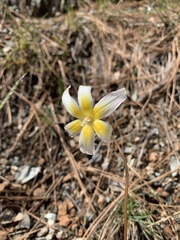 Erythronium citrinum
