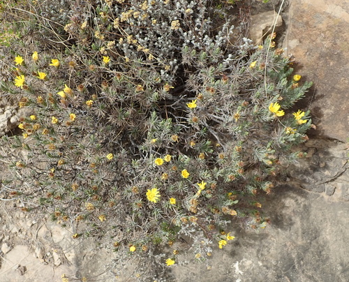 Image of Oedera acerosa by no rights reserved