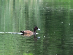 Netta erythrophthalma