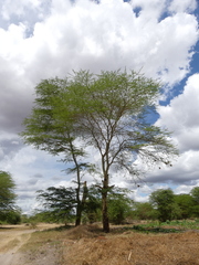 Vachellia xanthophloea