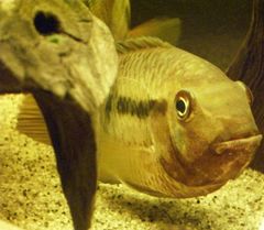 Saddle Cichlid photo 1