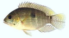 Saddle Cichlid photo 2