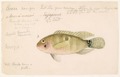 Saddle Cichlid photo 3