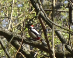 Dendrocopos major