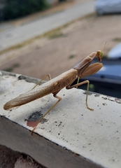 Hierodula transcaucasica