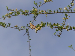 Danaus chrysippus dorippus