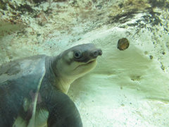 Carettochelys insculpta