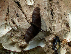 Tanaecia cocytus
