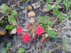 Glandularia peruviana