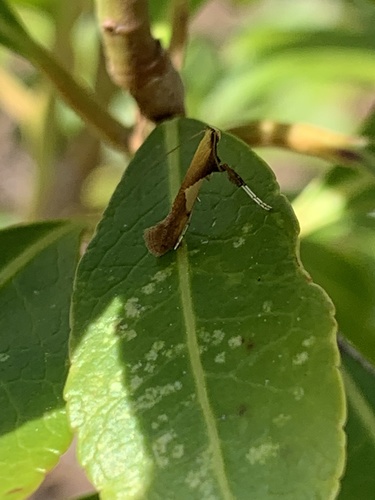 Caloptilia packardella photo 3