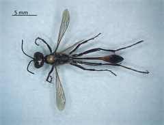 Ammophila