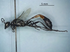 Ammophila